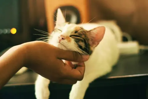 Cuidados Veterinários Pós-adoção: Mantendo Seu Pet Saudável