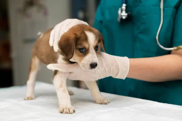 Identificação e Prevenção de Doenças Comuns em Pets