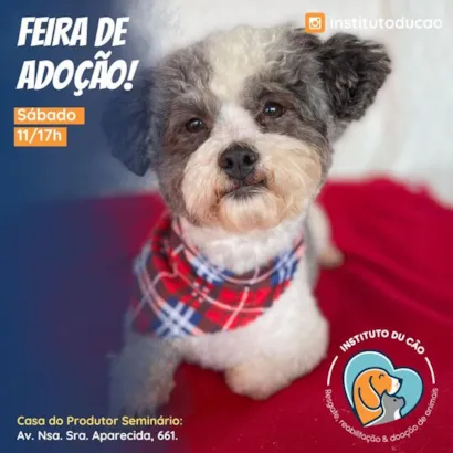 Feira de Adoção em Curitiba: Encontre seu Novo Amigo Peludo!