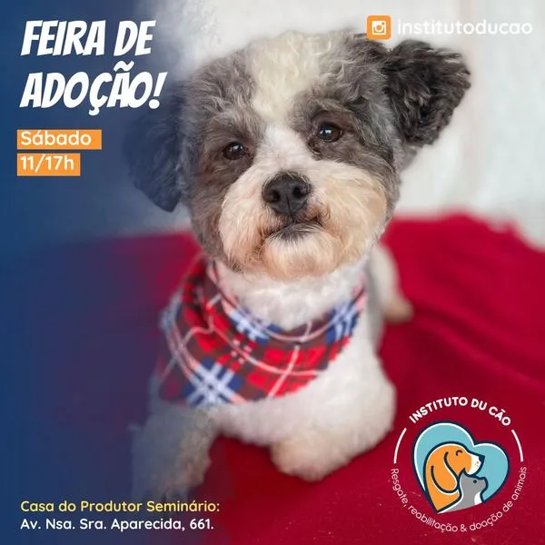 Participe da Feira de Adoção em Curitiba no dia 26 de julho de 2024, das 11h às 17h. Encontre seu novo amigo peludo e transforme vidas!