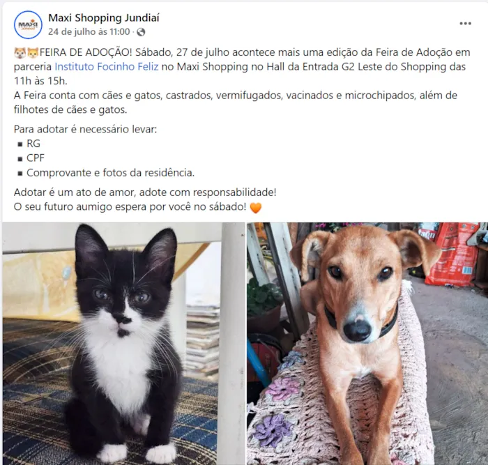 Encontre seu Novo Melhor Amigo: Grande Adoção de Animais em Jundiaí!