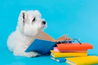 Novo Código Civil e Pets com Sentimentos