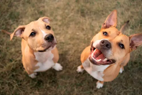 Como Acostumar um Cachorro com Outro?