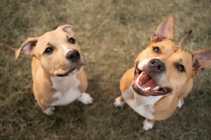 Como Acostumar um Cachorro com Outro?