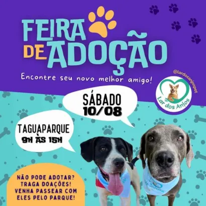 Feira de Adoção em Brasília: Amor e Novos Lares para Patinhas Carentes!