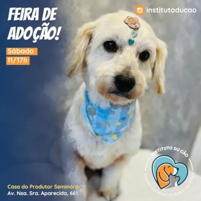 Feira de Adoção de Animais: Encontre seu Novo Melhor Amigo!