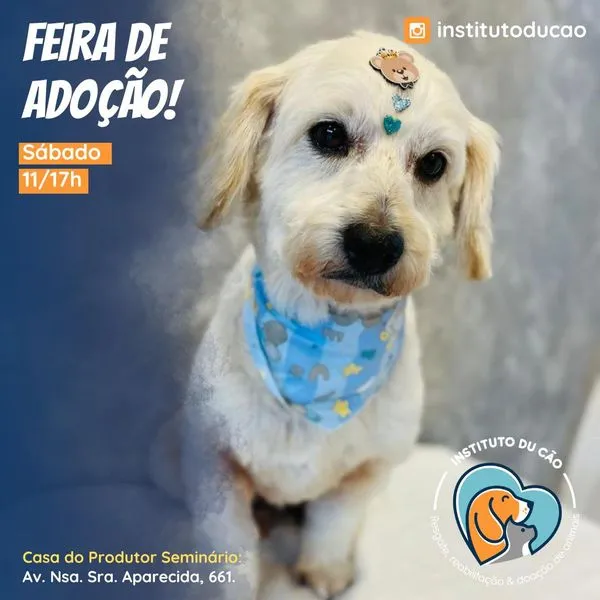 Participe da Feira de Adoção de Animais em Curitiba no dia 10 de agosto. Encontre seu novo melhor amigo e faça a diferença na vida de um peludo!
