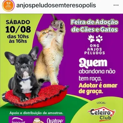 Amor sem raça definida: Adote um amigo peludo em RJ!