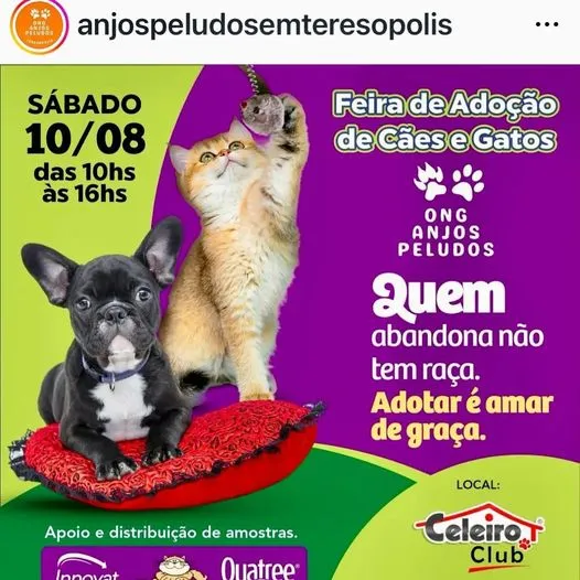 Amor sem raça definida: Adote um amigo peludo em RJ!