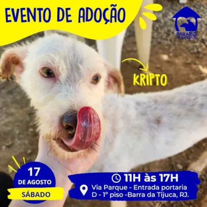 Adote um Amigo Peludo no Rio de Janeiro - Evento Especial de Adoção!