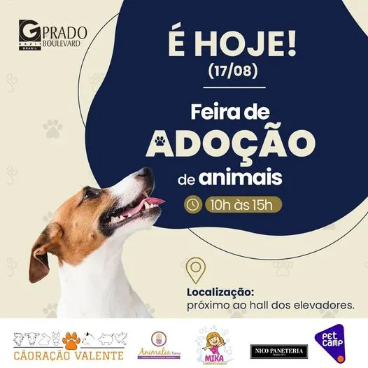 Amor e Alegria te Esperam na Feira de Adoção em Campinas!