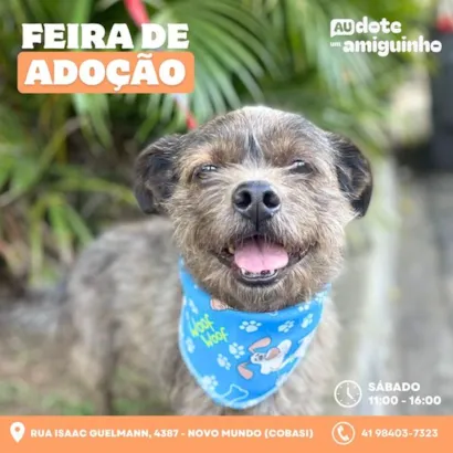 Encontre seu Novo Melhor Amigo na Feira de Adoção em Curitiba!