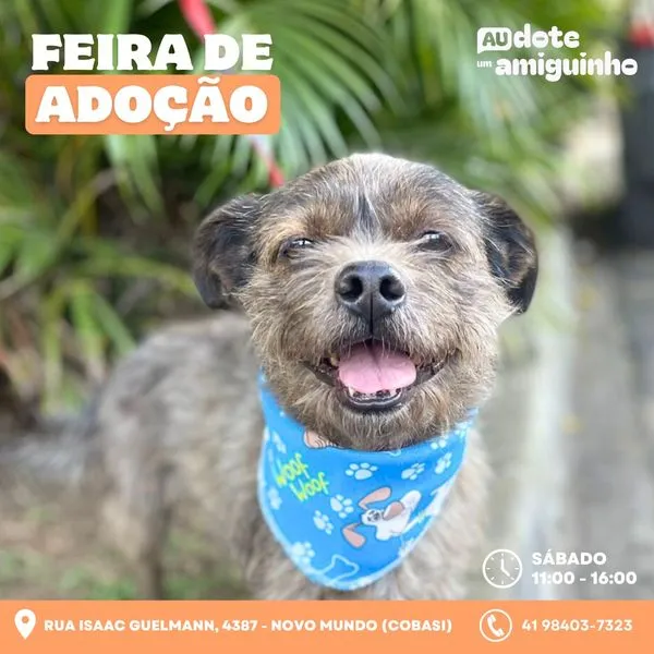 Encontre seu novo amigo na Feira de Adoção em Curitiba! Dia 17 de agosto de 2024, Rua Isaac Guelmann, 4387. Venha adotar um pet cheio de amor!