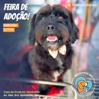 Amor à Primeira Patinha: Feira de Adoção em Curitiba!