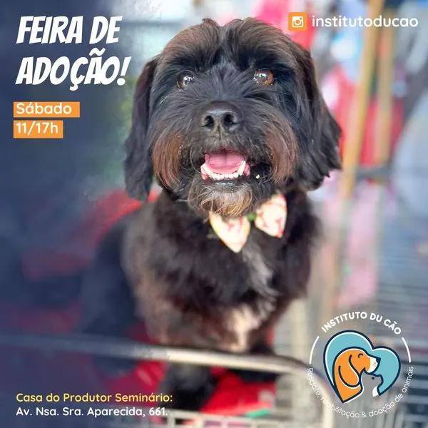 Encontre seu novo amigo na Feira de Adoção em Curitiba! Dia 24 de agosto, das 11h às 17h, na Casa do Produtor. Adote um peludo e faça a diferença!