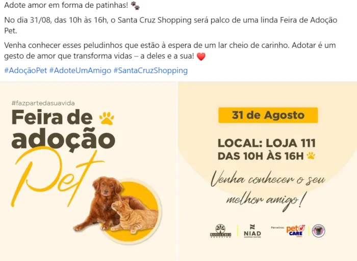 Feira de Adoção em Campinas: Encontre seu Novo Melhor Amigo!