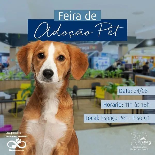 Feira de Adoção Pet em Santa Cruz do Sul: Encontre seu Novo Amigo!