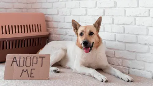 Como Adotar um Cachorro: Guia Completo para Iniciantes