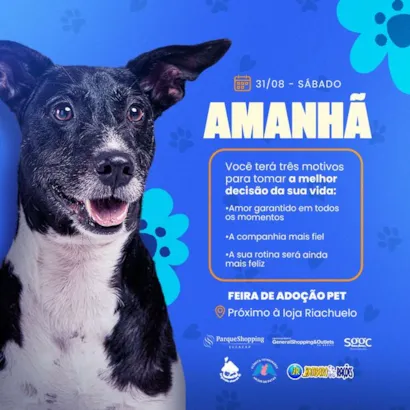 Encontre Seu Novo Melhor Amigo: Feira de Adoção de Animais no RJ!