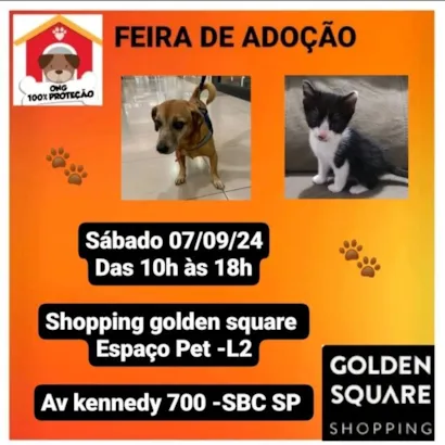 Amor e alegria te esperam na Feira de Adoção em São Bernardo!