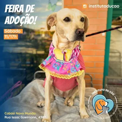 Feira de Adoção de Animais: Encontre seu Novo Amigo em Curitiba!