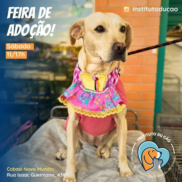 Participe da Feira de Adoção de Animais em Curitiba no dia 31 de agosto de 2024, das 11h às 17h, na Cobasi Novo Mundo. Encontre seu novo amigo peludo!