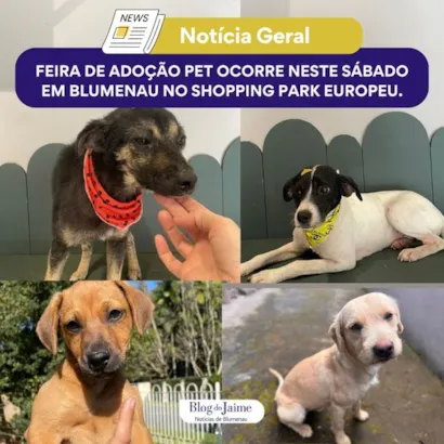 Encontre seu Melhor Amigo na Feira de Adoção em Blumenau!