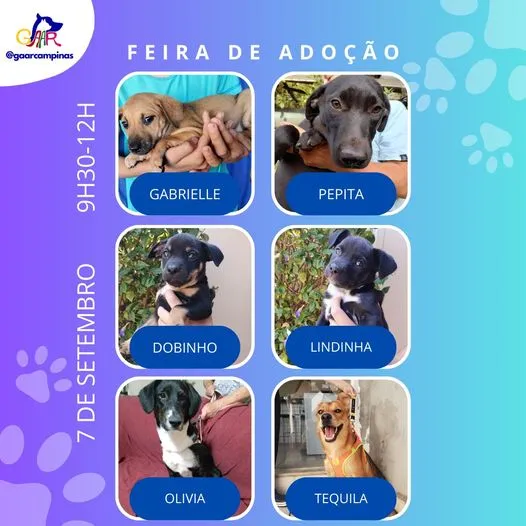 Amor Mútuo Espera por Você na Feira de Adoção de Campinas!