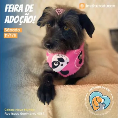 Encontre Seu Novo Melhor Amigo na Feira de Adoção em Curitiba