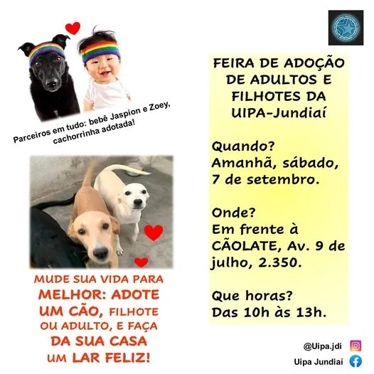 Adote Amor: Encontre seu Novo Melhor Amigo em Jundiaí!