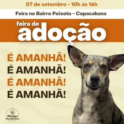 Adote um Novo Amigo no Coração de Copacabana!