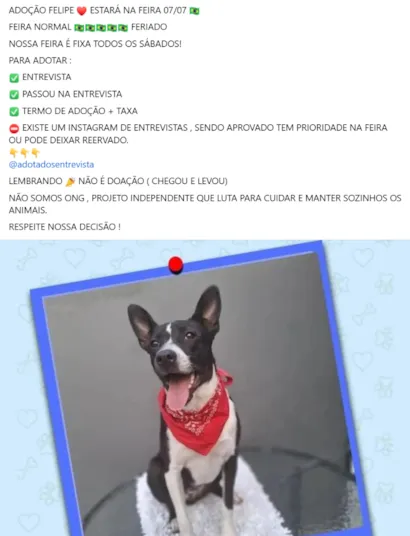 Encontre seu Novo Melhor Amigo: Adote um Pet em SP!