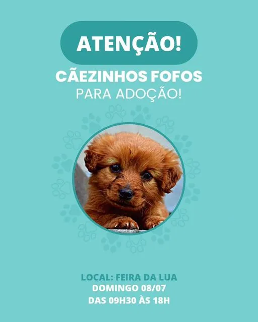 Adote um Amigo Peludo: Grande Feira de Adoção em Castro