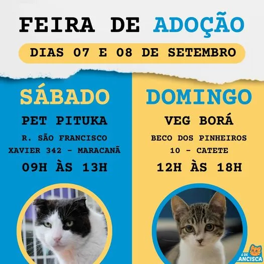 Feira de Adoção no RJ - Encontre o Seu Novo Amigo de Quatro Patas!