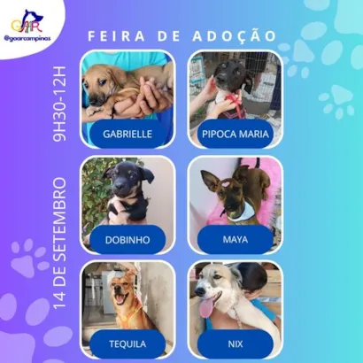 Feira de Adoção de Pets em Campinas: Encontre seu Novo Amigo!