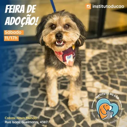 Feira de Adoção em Curitiba: Encontre seu Novo Amigo Peludo!