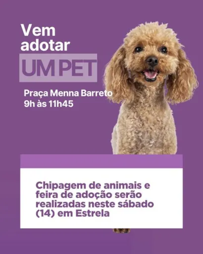 Feira de Adoção de Animais em Estrela: Encontre seu Novo Melhor Amigo!