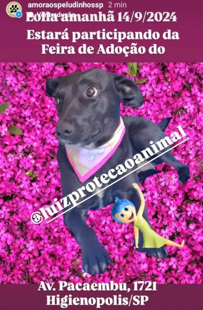 Encontre Seu Melhor Amigo na Feira de Adoção de SP!