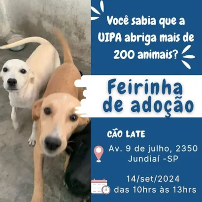 Feirinha de Adoção de Animais em Jundiaí: Ache seu Novo Amigo!