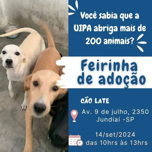 Feirinha de Adoção de Animais em Jundiaí: Ache seu Novo Amigo!