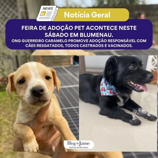 Encontre seu melhor amigo na feira de adoção em Blumenau! Junte-se a nós em 21 de setembro e adote um pet resgatado. Faça a diferença!