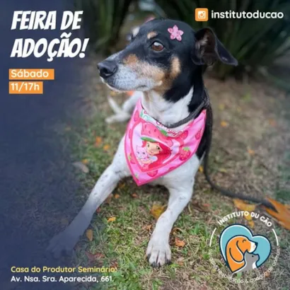 Feira de Adoção de Animais em Curitiba - Encontre seu Novo Melhor Amigo!