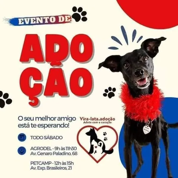 Feira de Adoção: Encontre seu Amigo de Quatro Patas!