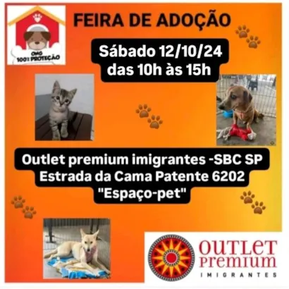 Amor e Lar Novo: Feira de Adoção Animal em São Bernardo!