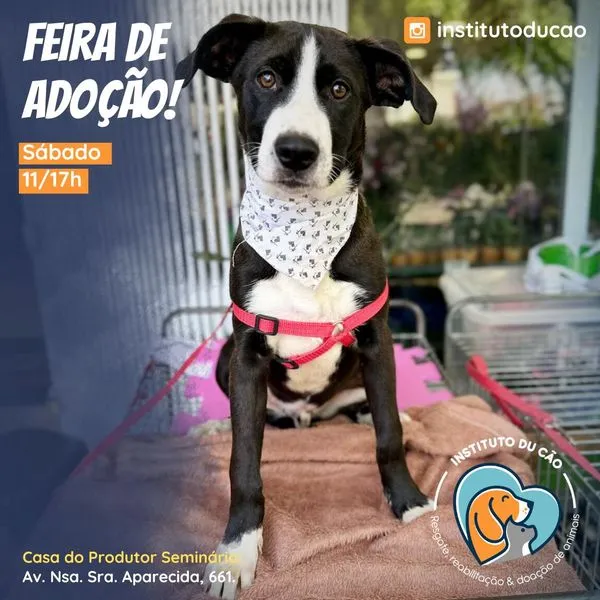 Encontre seu melhor amigo na Feira de Adoção em Curitiba, dia 28/09/2024. Adote um pet resgatado e transforme vidas com amor e carinho.