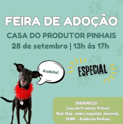 Feira Especial de Adoção de Animais em Pinhais – Encontre seu Novo Amigo!