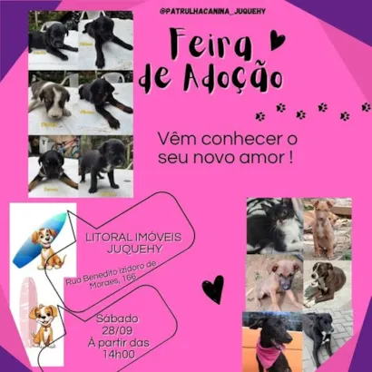 Feira de Adoção de Animais: Encontre Seu Melhor Amigo!