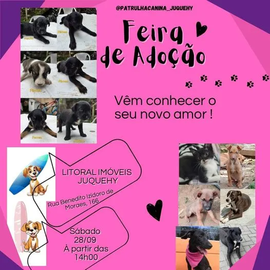 Feira de Adoção de Animais: Encontre Seu Melhor Amigo!