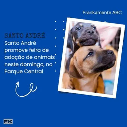 Feira de Adoção Animal em Santo André: Encontre seu Novo Amigo!