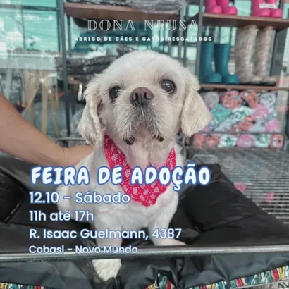 Encontre seu novo amigo: Feira de Adoção em Curitiba!